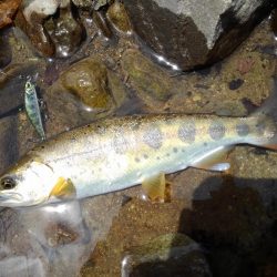 今季３匹目の川サバ ～長良川水系～